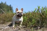BOULEDOGUE FRANCAIS 286